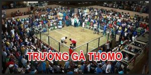 Trường Gà Thomo Campuchia I9bet - Nơi Hội Tụ Chiến Kê